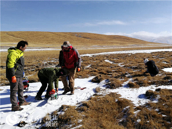 [人民网]寒冬时节，祁连山上的地大“来客”-环境学院